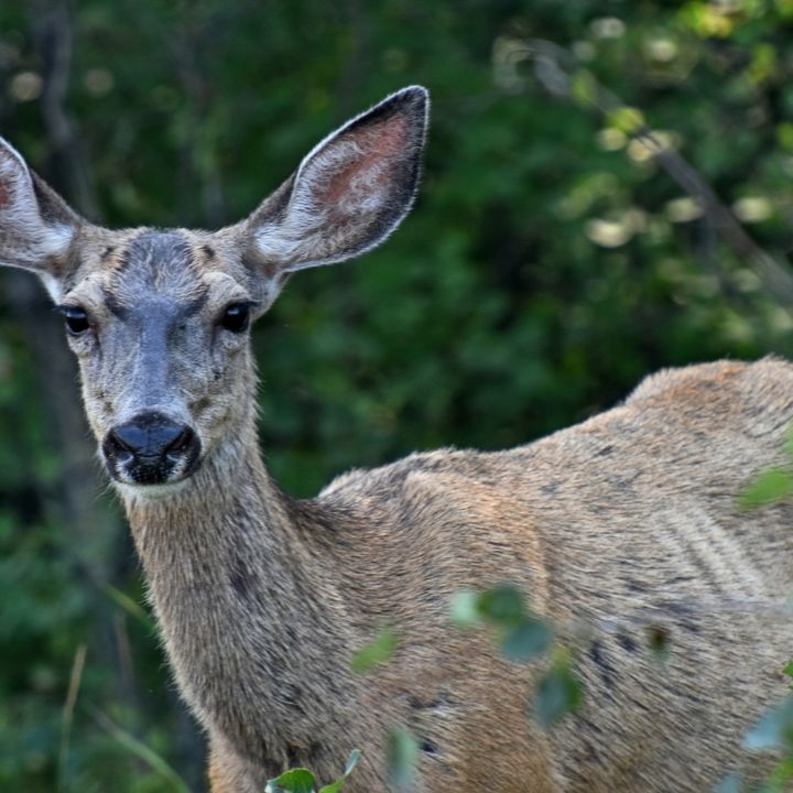 Chronic Wasting Disease a Concern for Ontario