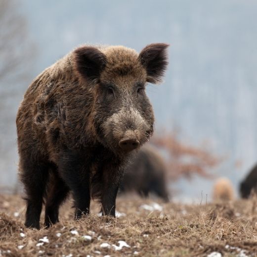 Wild Pigs in Ontario: A Growing Concern