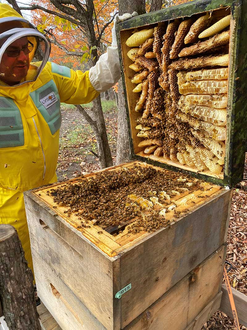 Brassard Bee Hives