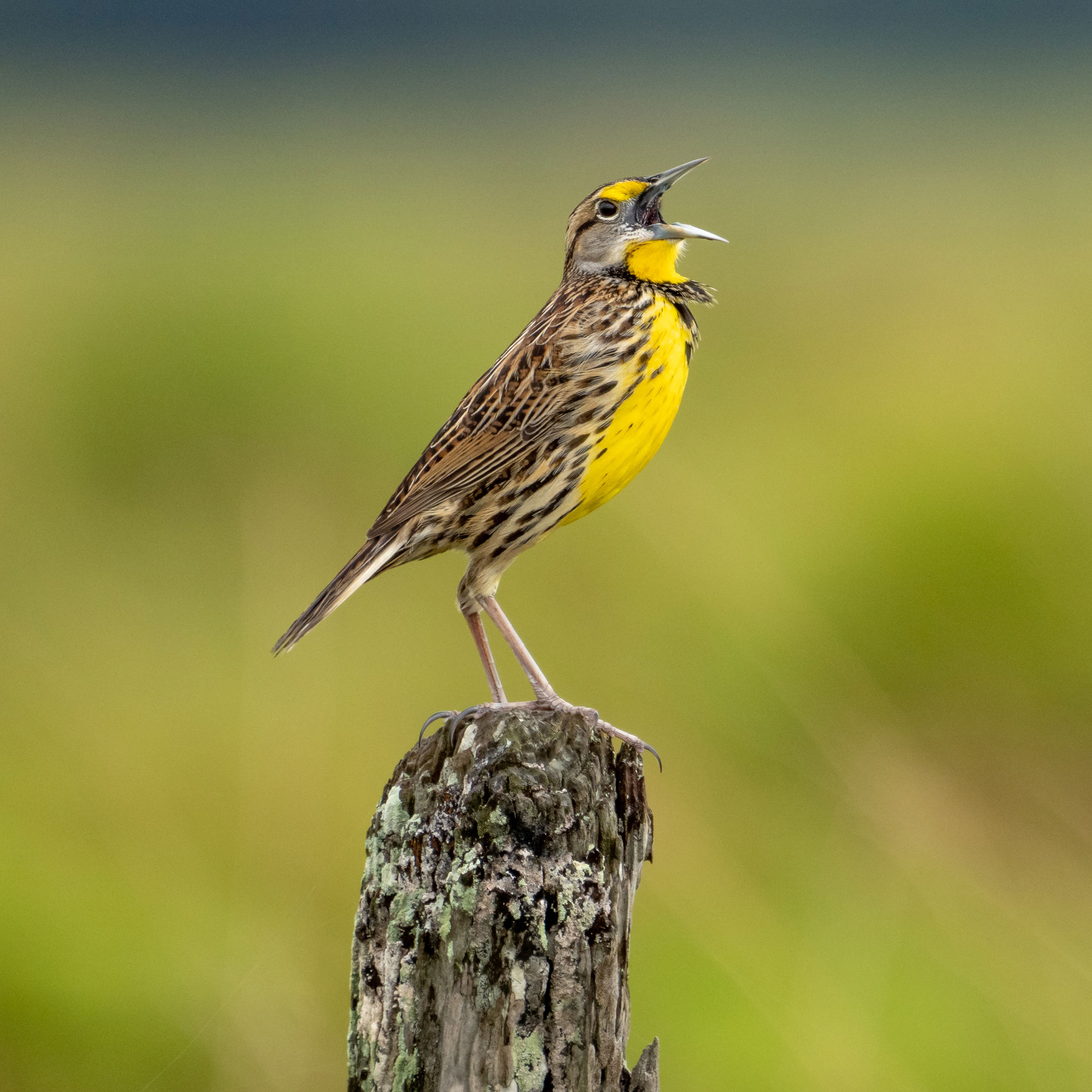 Caring for Grassland Birds on Farms - Bobolink and Eastern Meadowlark