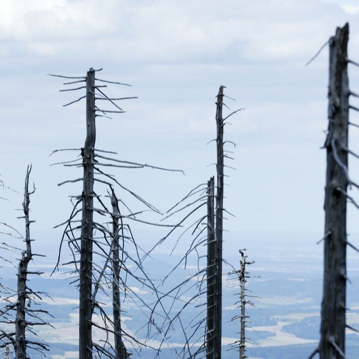 Dead trees cause problems in Ontario