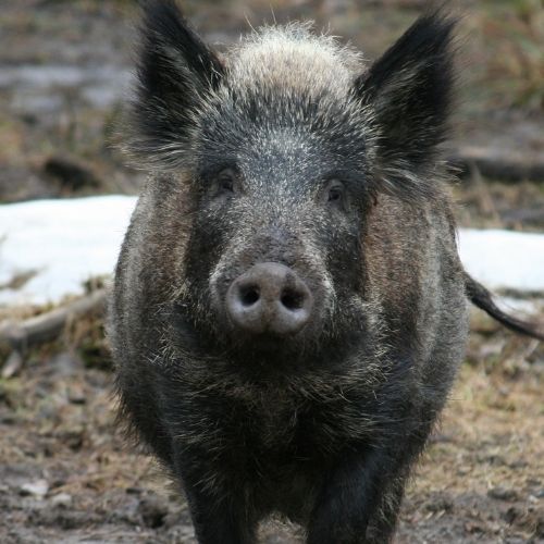 Tackling the Wild Pig Problem