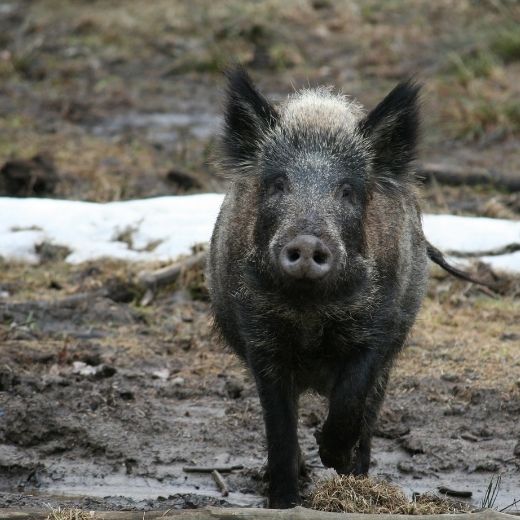 Invasive Wild Pigs: Ontario’s Strategy 