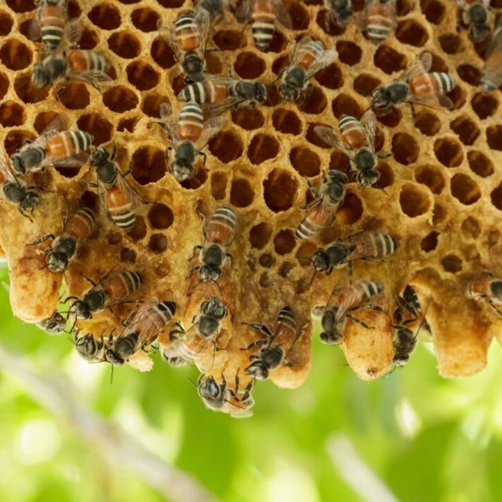 CFFO Agri-Day: Experience Bee Farming in Niagara
