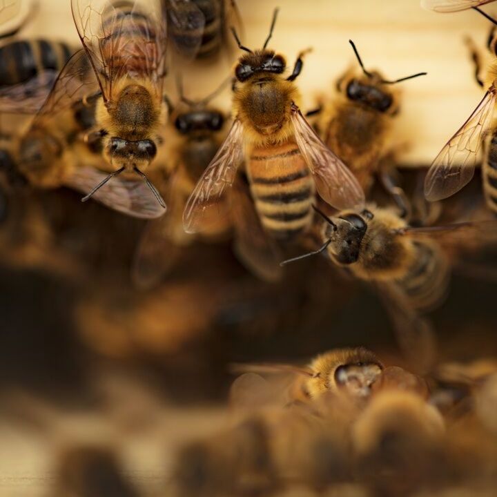 Pollinator-Friendly Farm Chemical Management