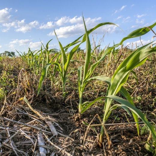 Cover Crops: What’s Holding Us Back?