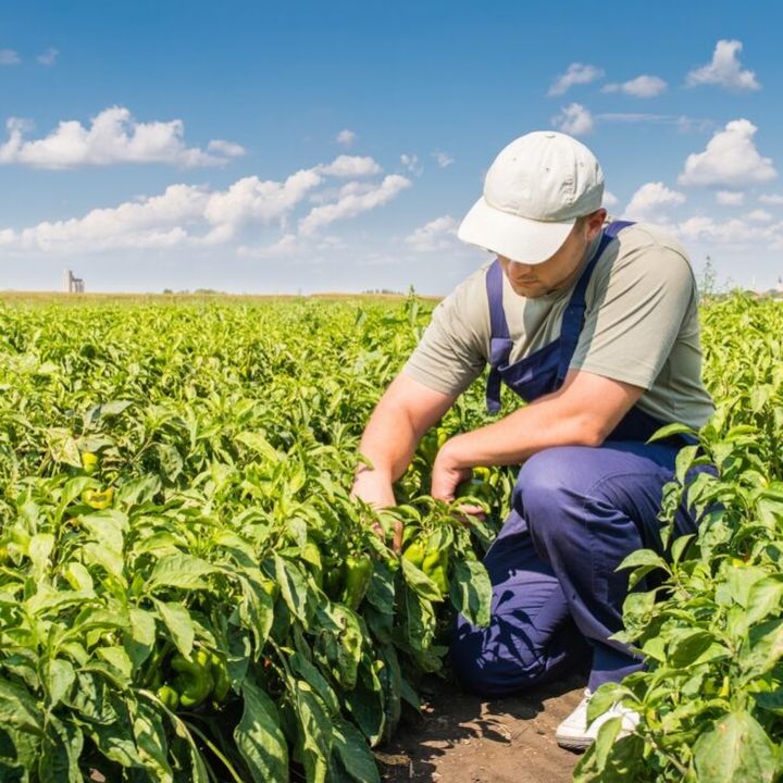 A Farm Labour Story