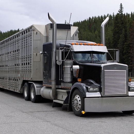 Livestock transportation regulations: two-year reprieve