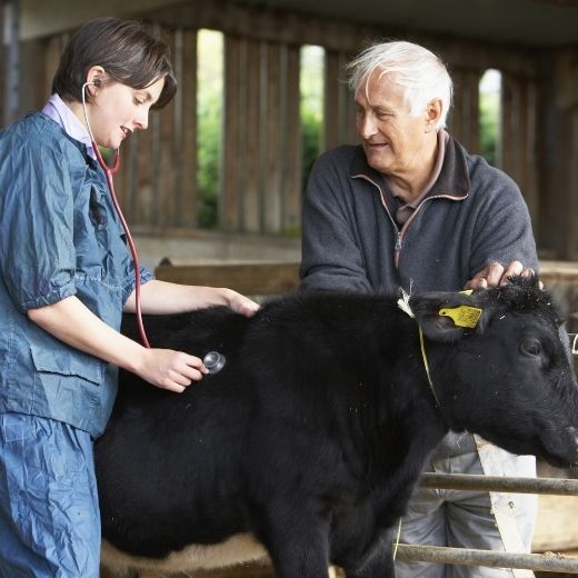 The Changing Role of Large Animal Vets